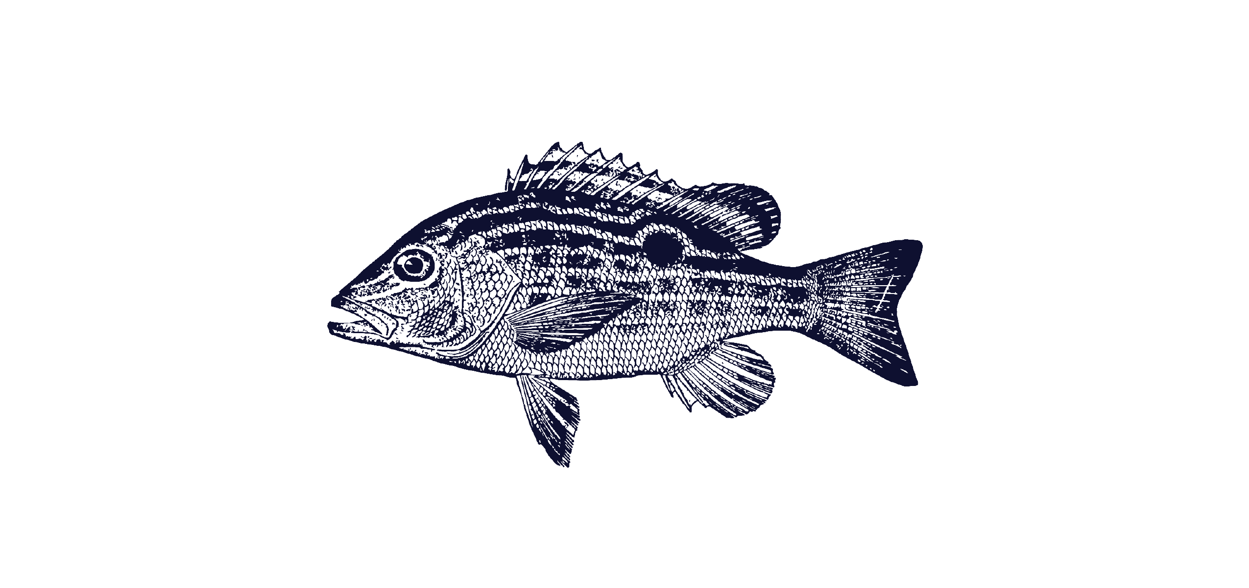 Catch of the Week: Lane Snapper