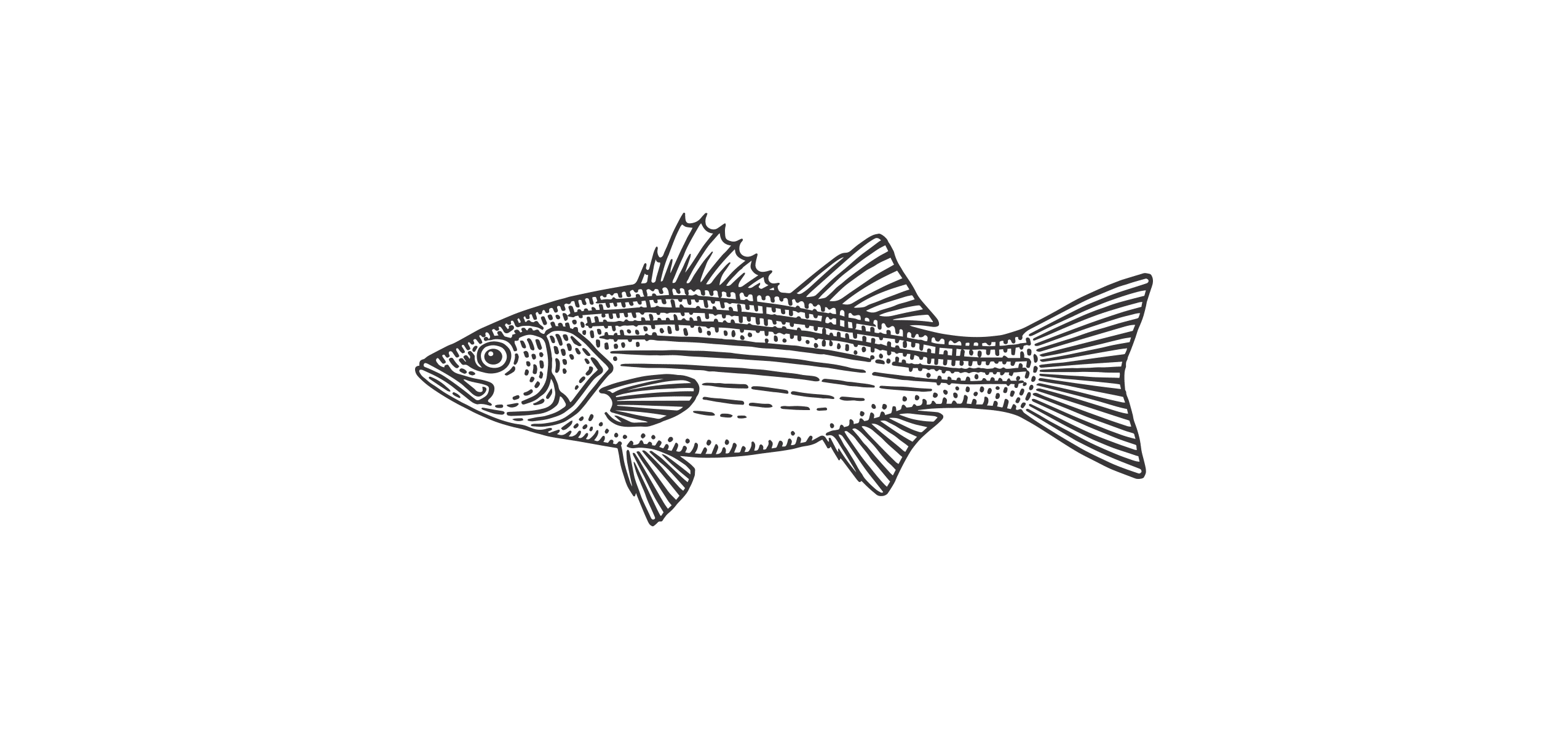 Catch of the Week: Striped Bass