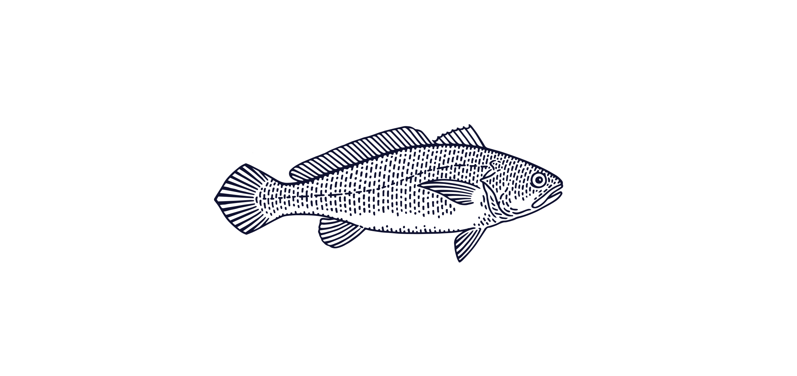 Golden Corvina