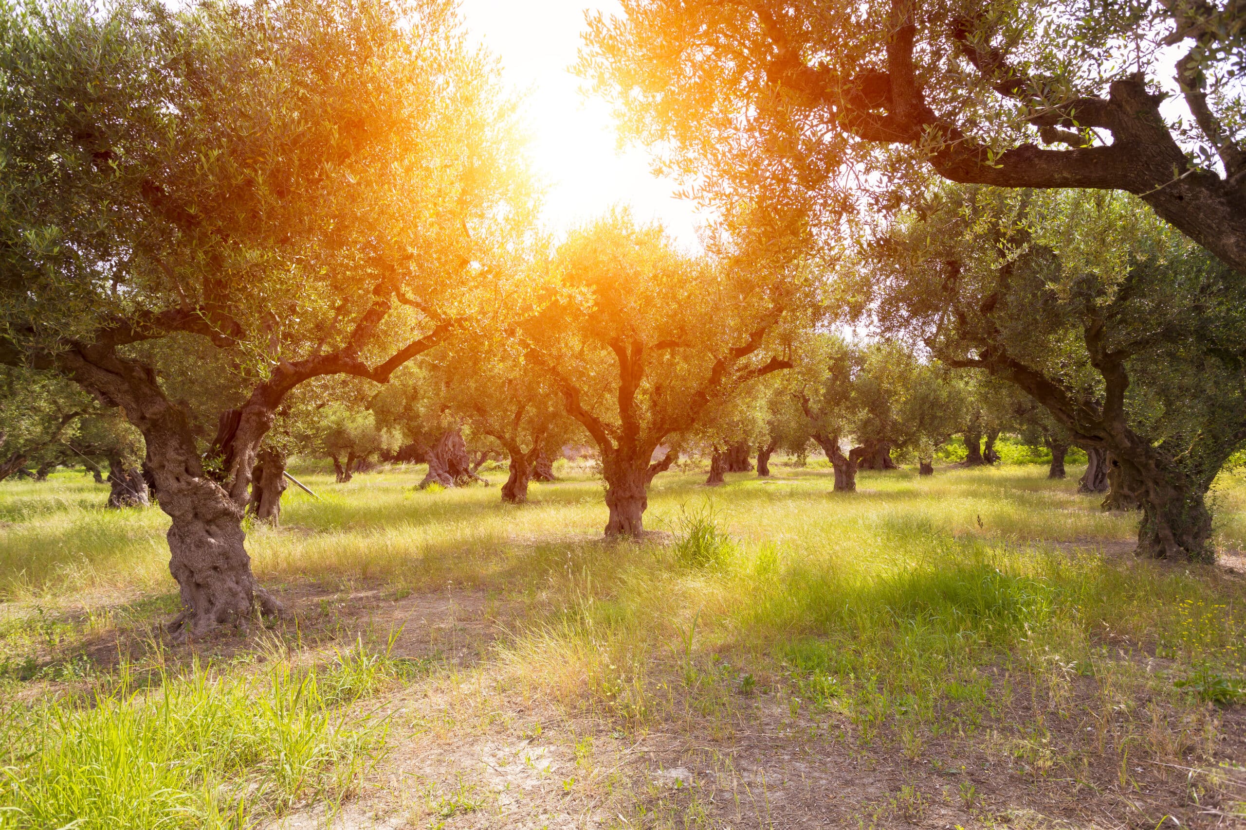 Greek Farms International