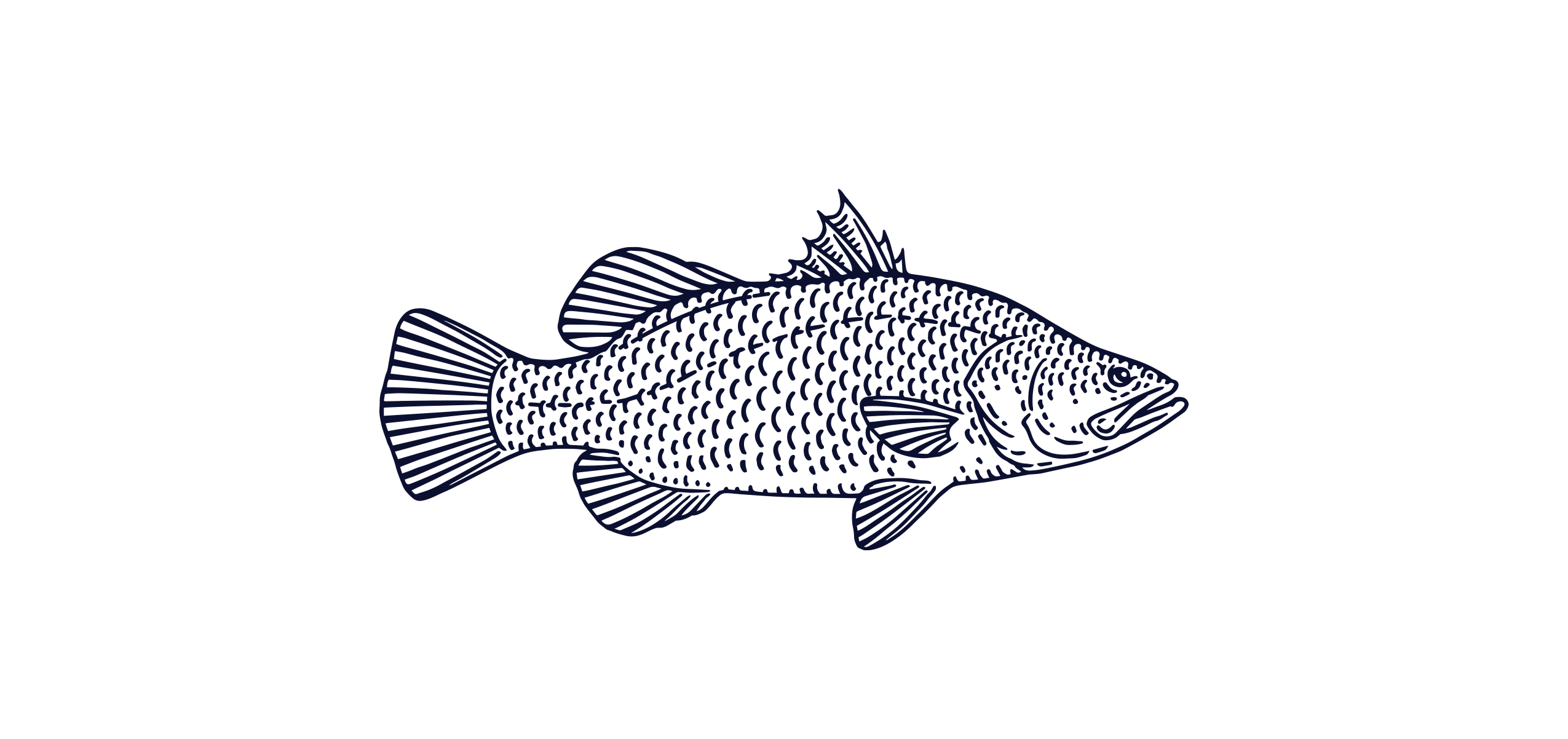 Barramundi
