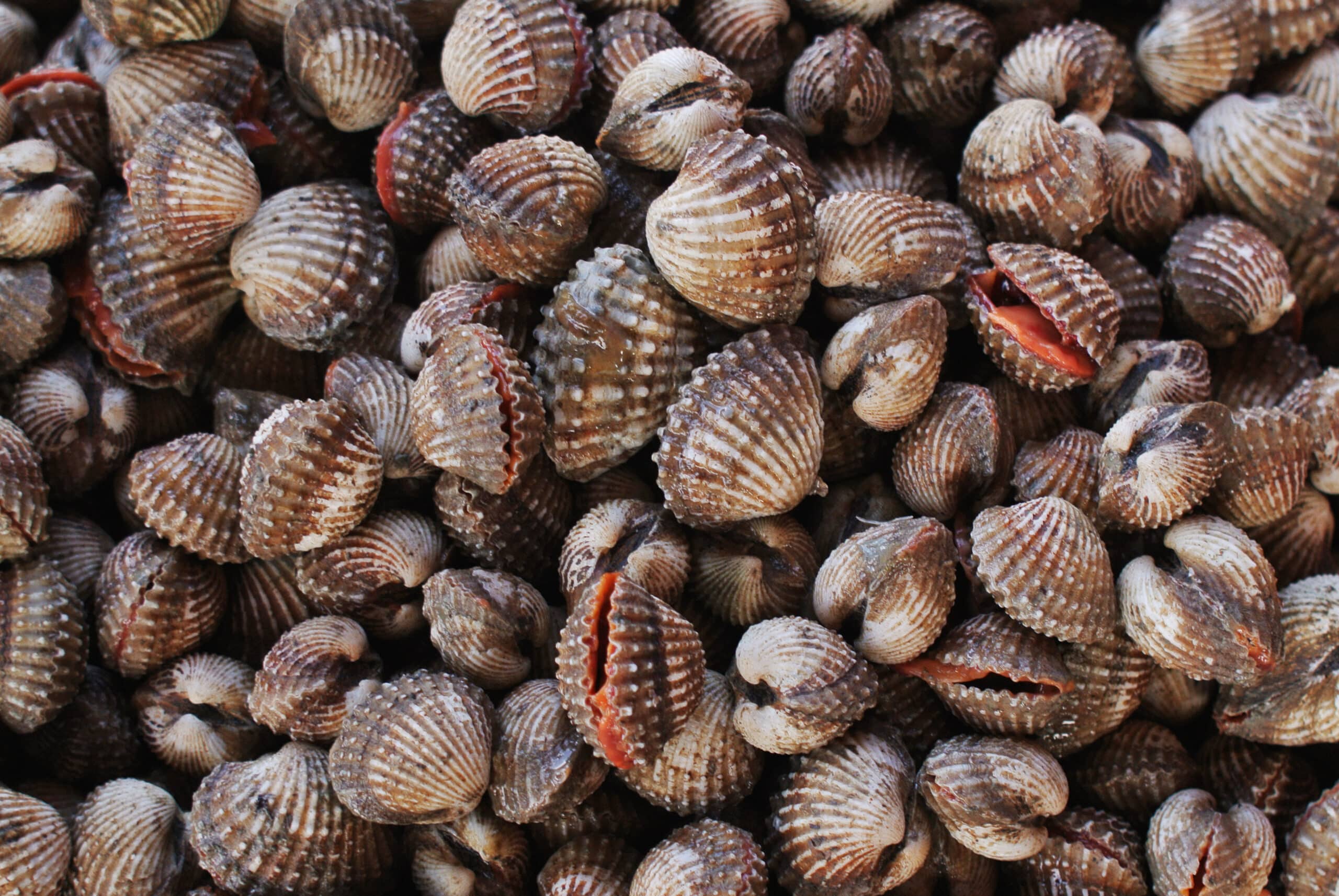 Scallop Market Update
