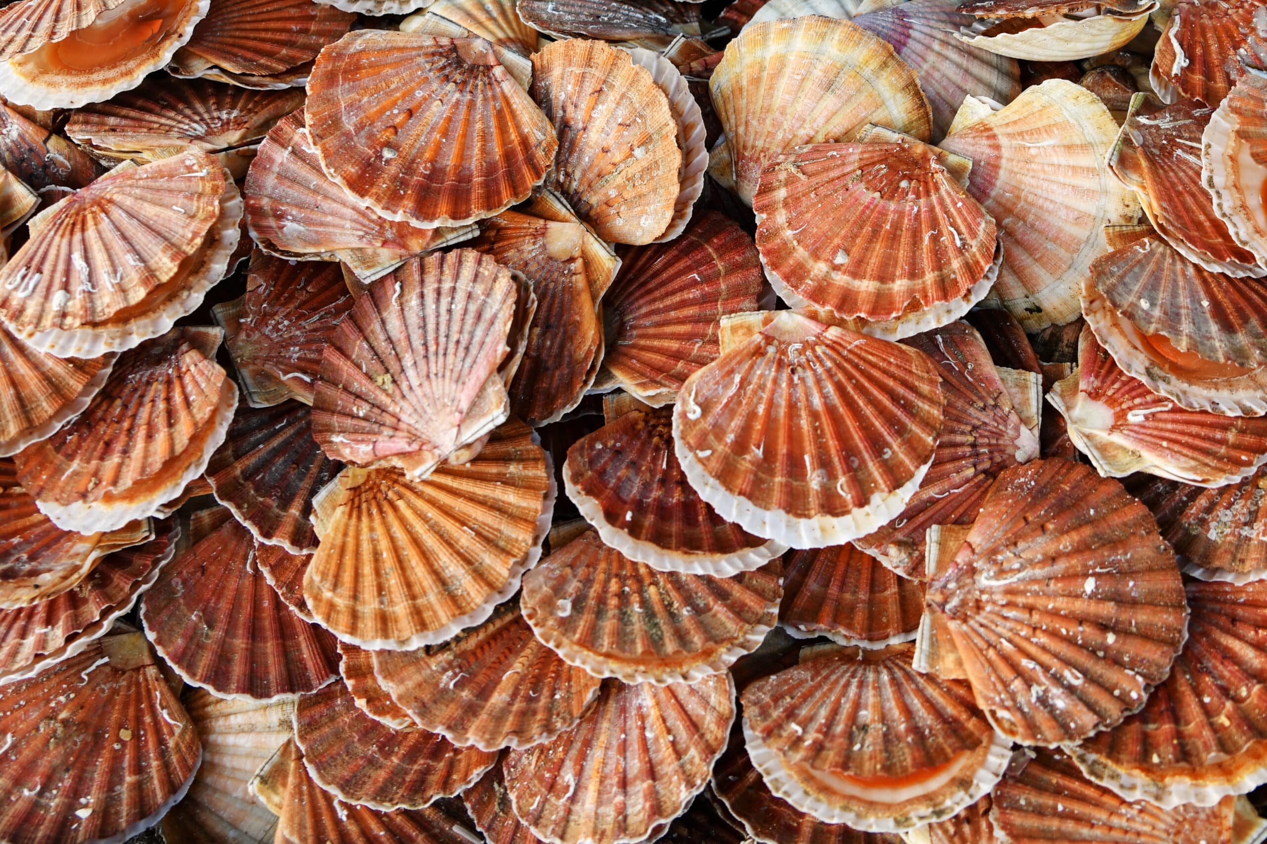Scallop Market Update