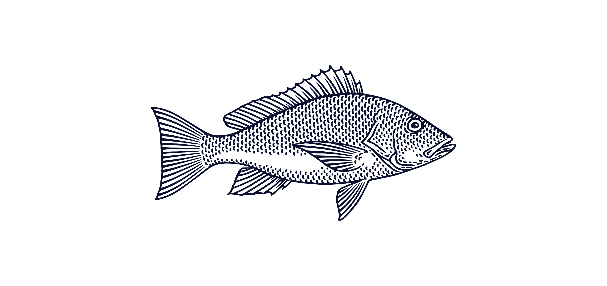 Lane Snapper
