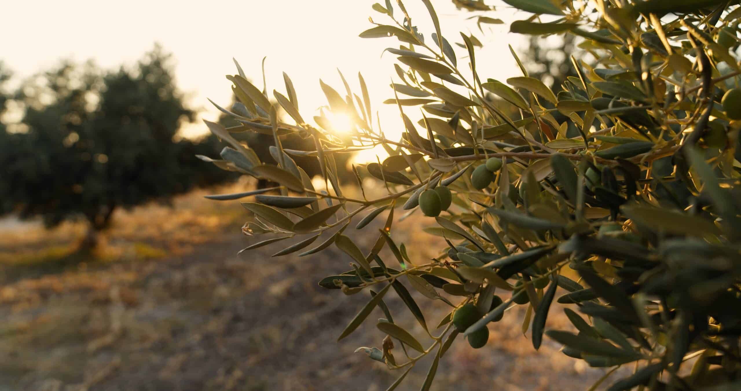 Greek Farms International
