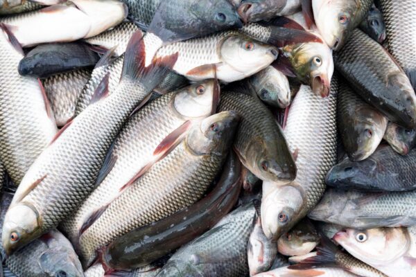 Group,Of,Fresh,Fish,In,Fish,Market.(seven,Stripped,Carp,And