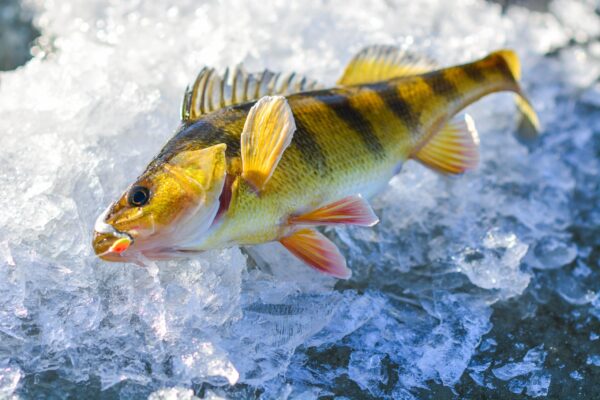 Great,Day,Ice,Fishing,Catching,Fish,,Yellow,Perch,,Winter,Activity,