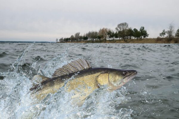 Walleye,Zander,Fish,Jumping,With,Splashing,In,Water