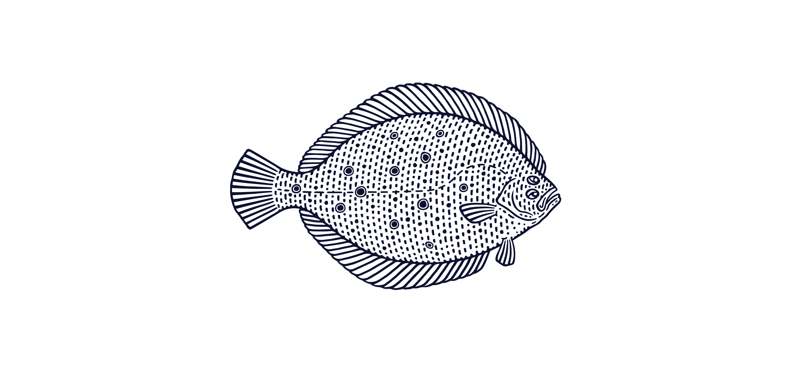 Cortez Flounder