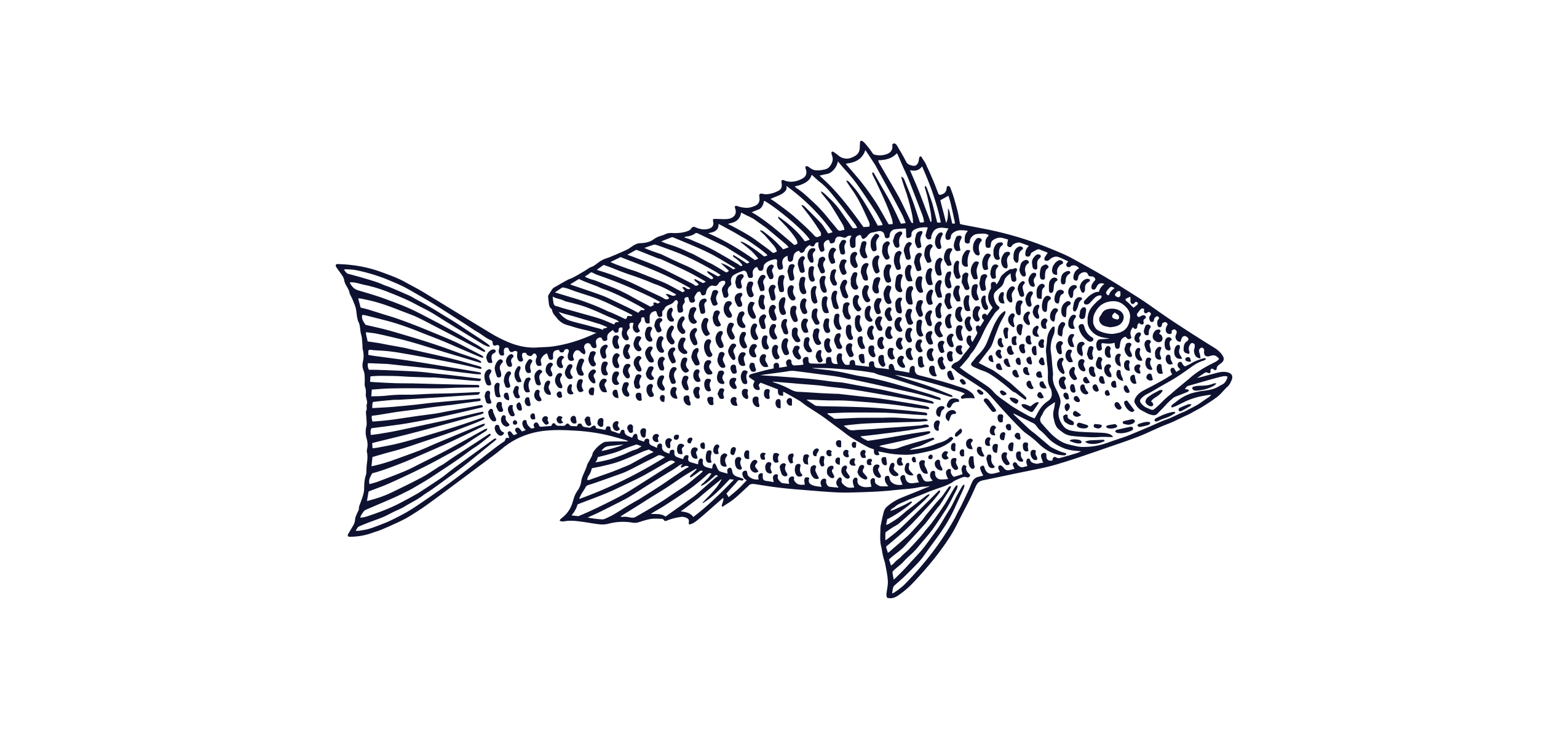 King Snapper