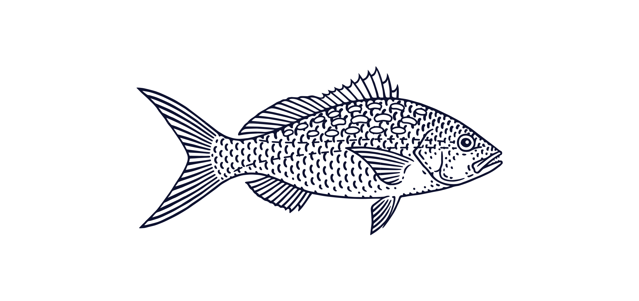 Yellowtail Snapper