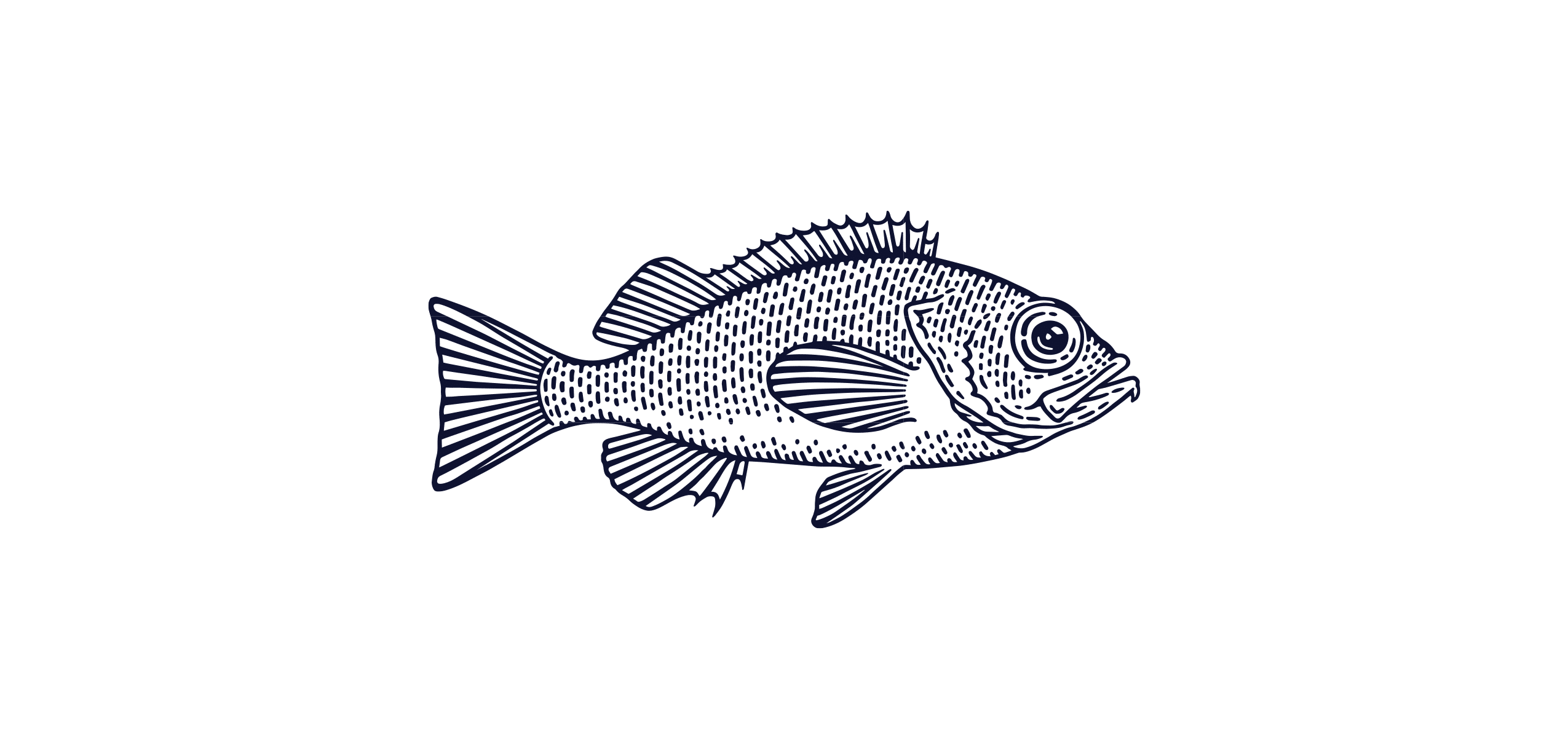 Ocean Perch